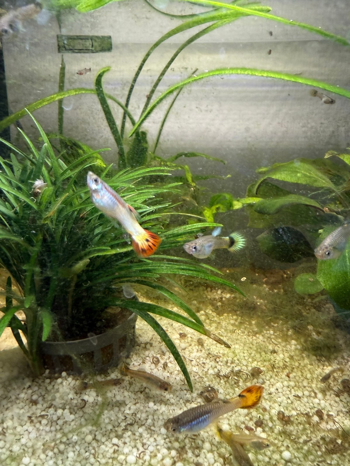 Guppen en garnalen, Vis, Zoetwatervis