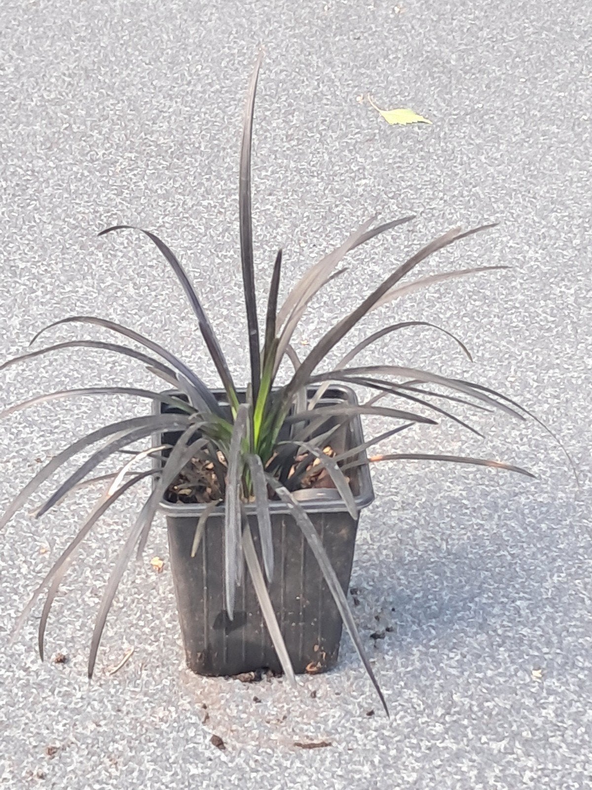 Zwart gras 9 stuks (Ophiopogon planiscapus 'Niger'), Ophalen, Siergrassen, Volle zon