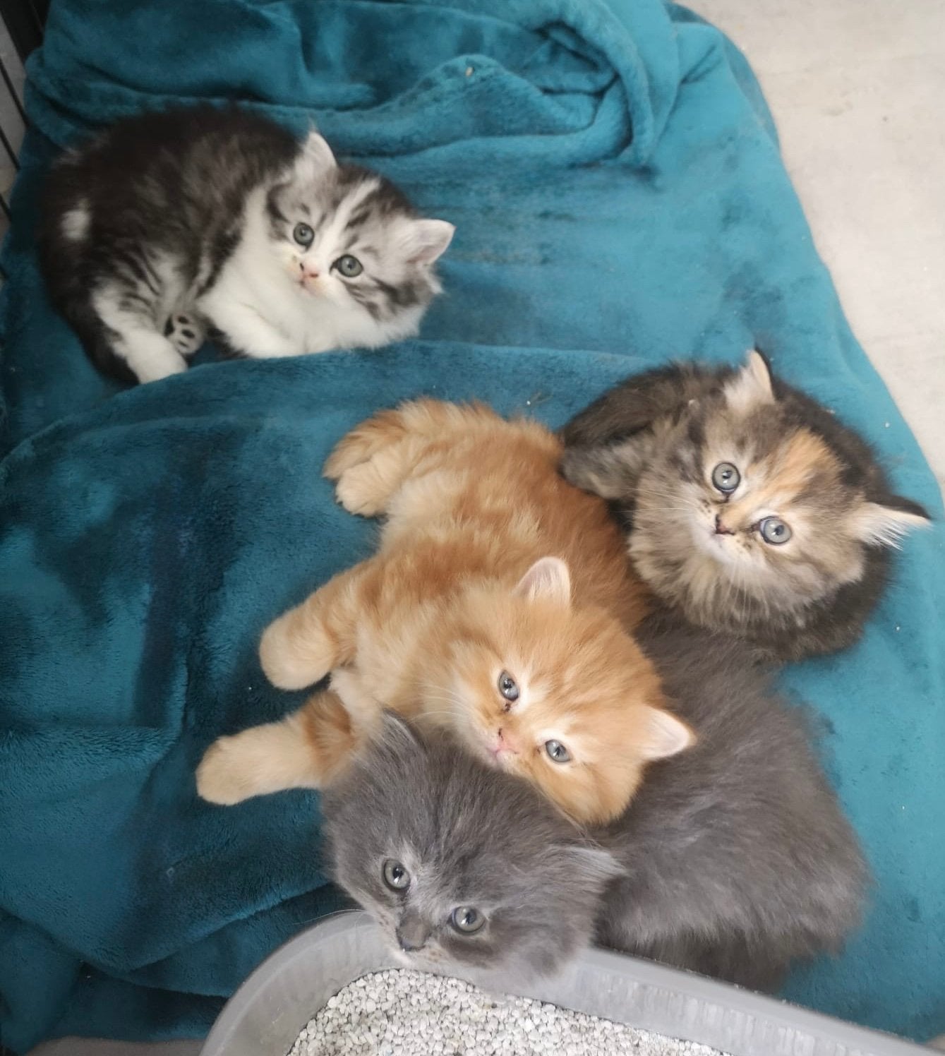 Britse langhaar kittens (nog 2 beschikbaar), Dieren en Toebehoren, Meerdere dieren, Ontwormd, 0 tot 2 jaar
