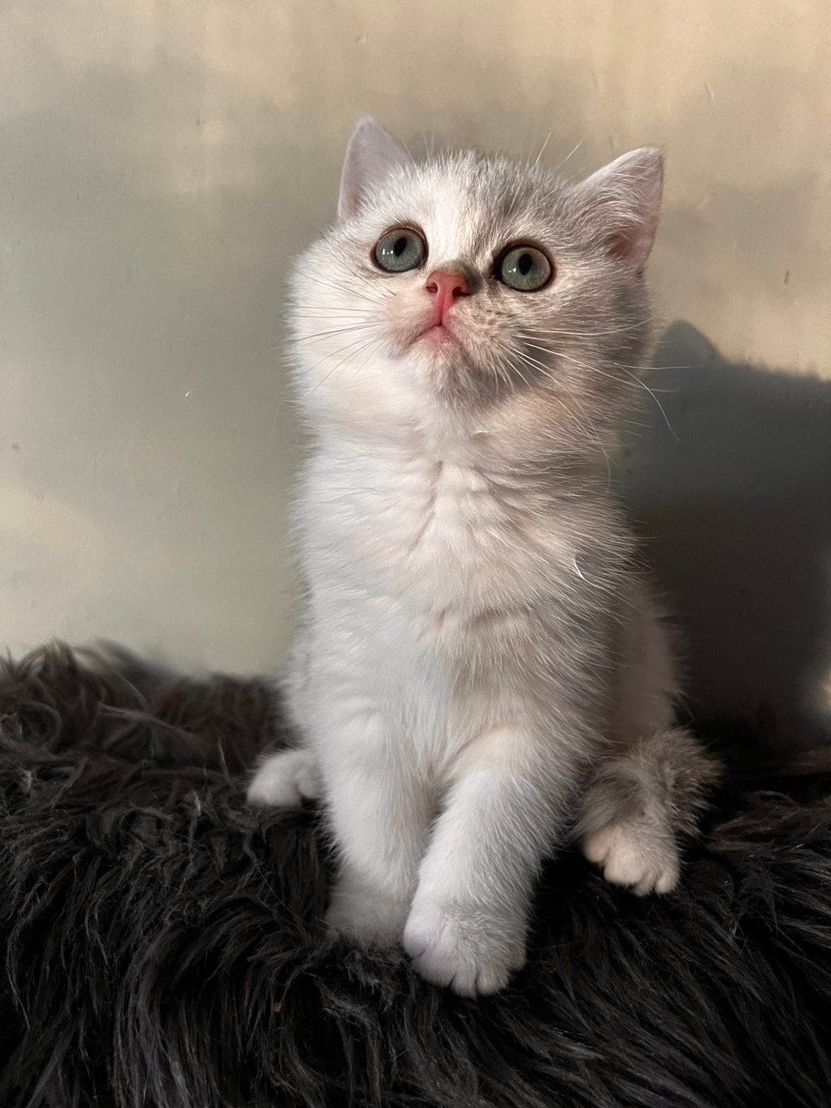 Prachtig black silver shaded katertje, Dieren en Toebehoren, Kater, Gechipt