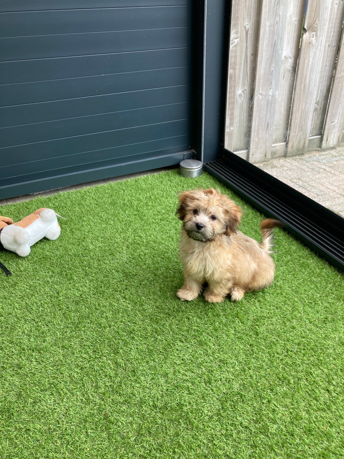 Leuke speelse Boomer pups te koop, Dieren en Toebehoren, Parvo, Maltezer, Nederland, 8 tot 15 weken