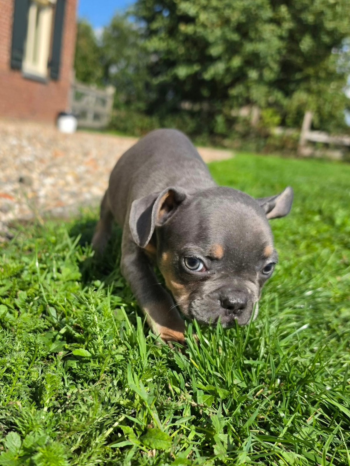 Nog 3 reutjes Franse Bulldog pups, Dieren en Toebehoren, 8 tot 15 weken, Meerdere, Meerdere dieren, Nederland