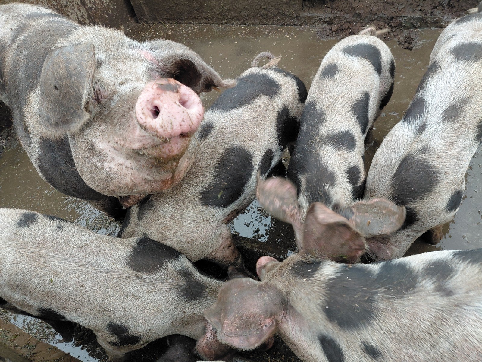 6 oudere bonte bentheimer biggen, Dieren en Toebehoren, Schapen, Geiten en Varkens, Meerdere dieren, Varken, 0 tot 2 jaar
