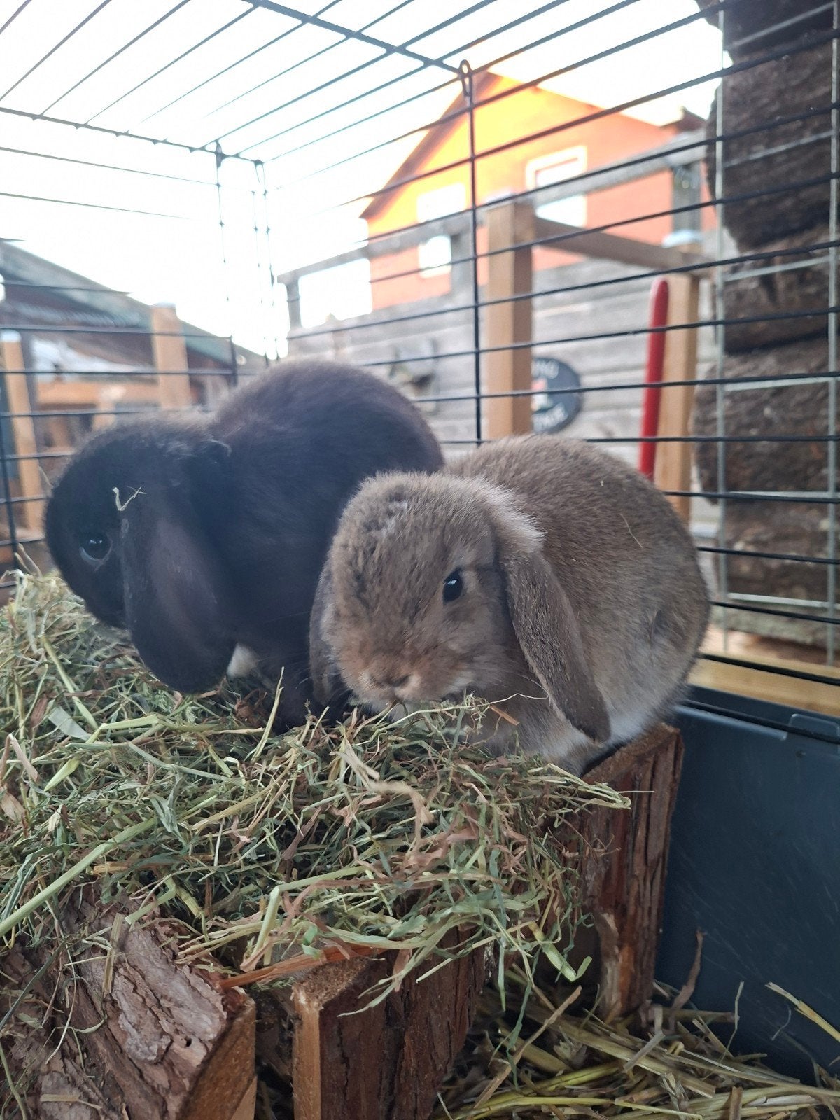 2 jonge minilop voedsters - beschikbaar vanaf 28 oktober, Dieren en Toebehoren, Vrouwelijk, Dwerg, Hangoor, 0 tot 2 jaar