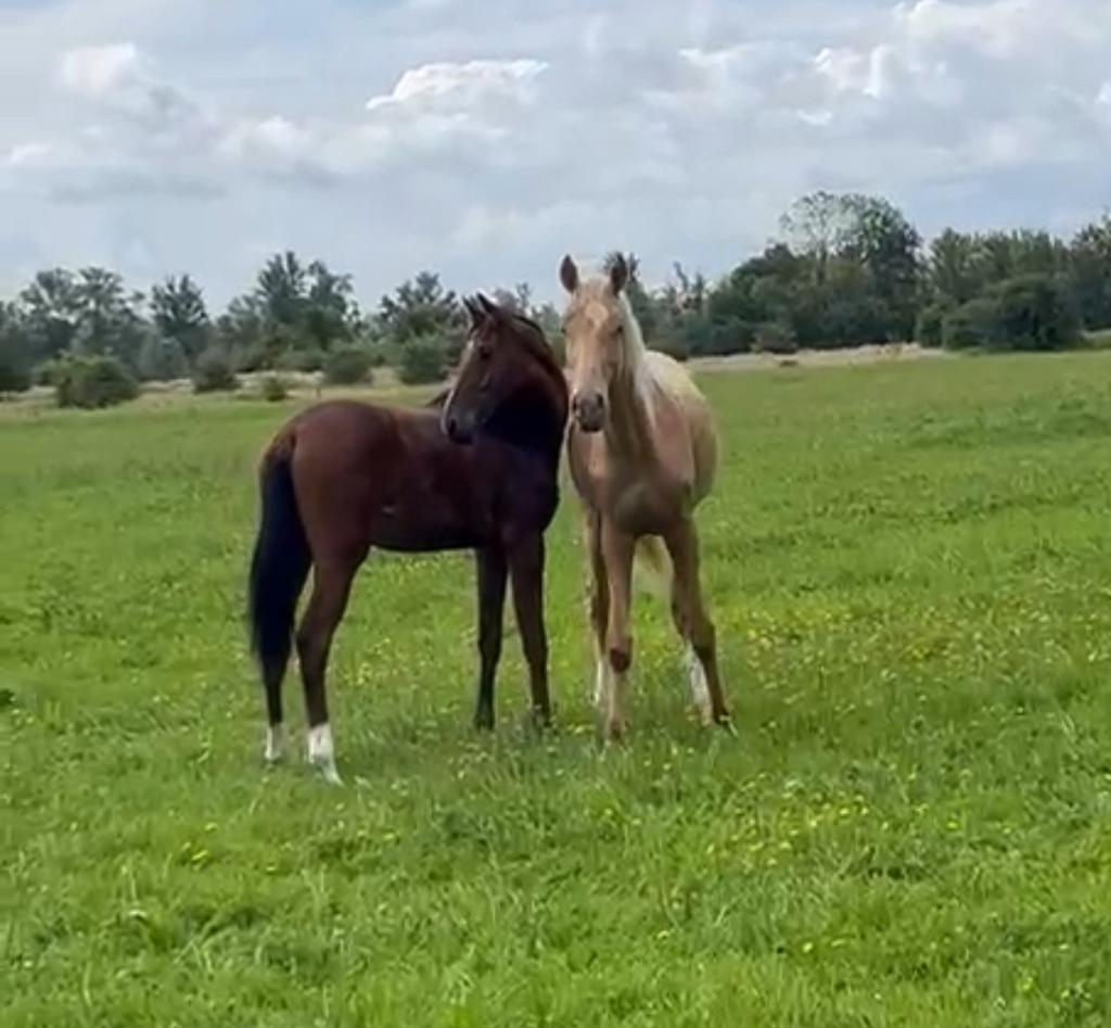 2 Jarig Palomino Projectpaard!, Dieren en Toebehoren, Paarden, Merrie, Dressuurpaard, 3 tot 6 jaar