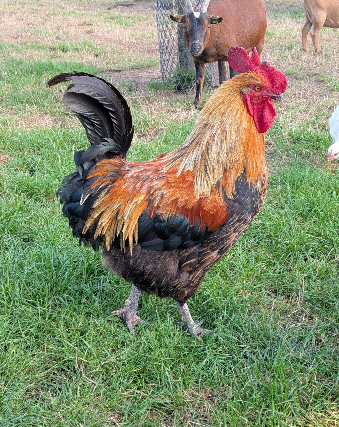 Mooie haan aangeboden, Dieren en Toebehoren, Mannelijk, Kip