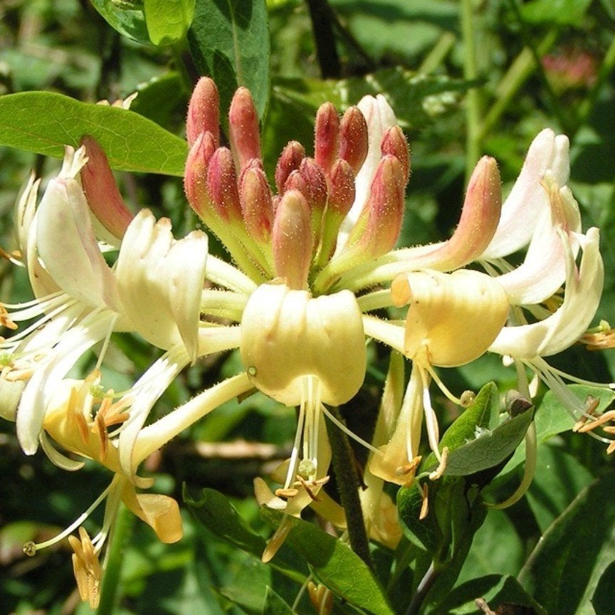 Klimplant kamperfoelie, Ophalen