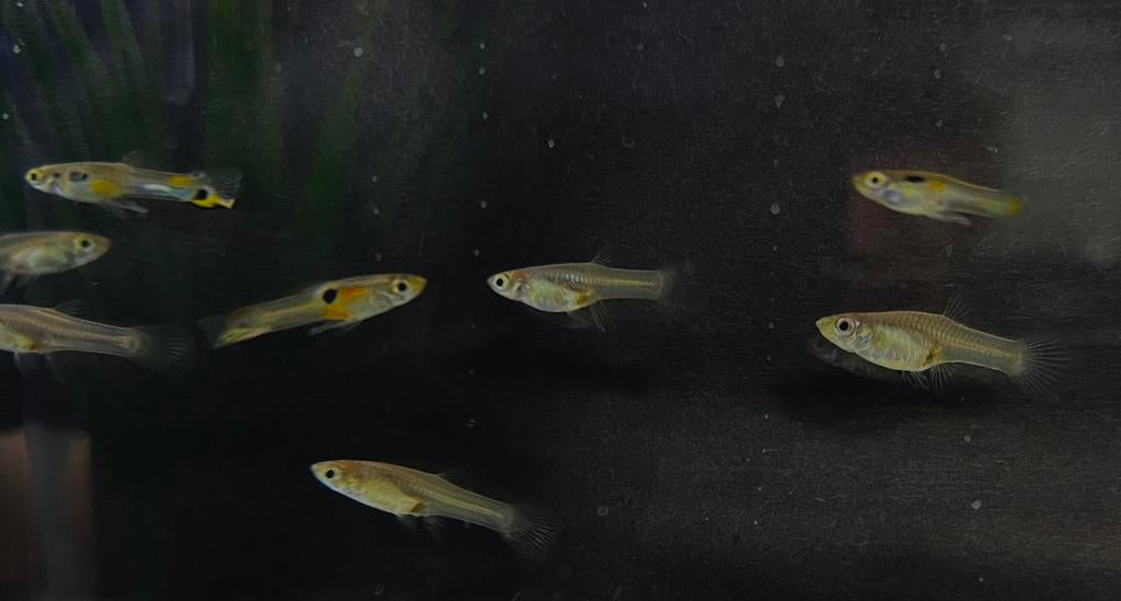 Guppy / Guppies ruilen voor slakken of garnalen