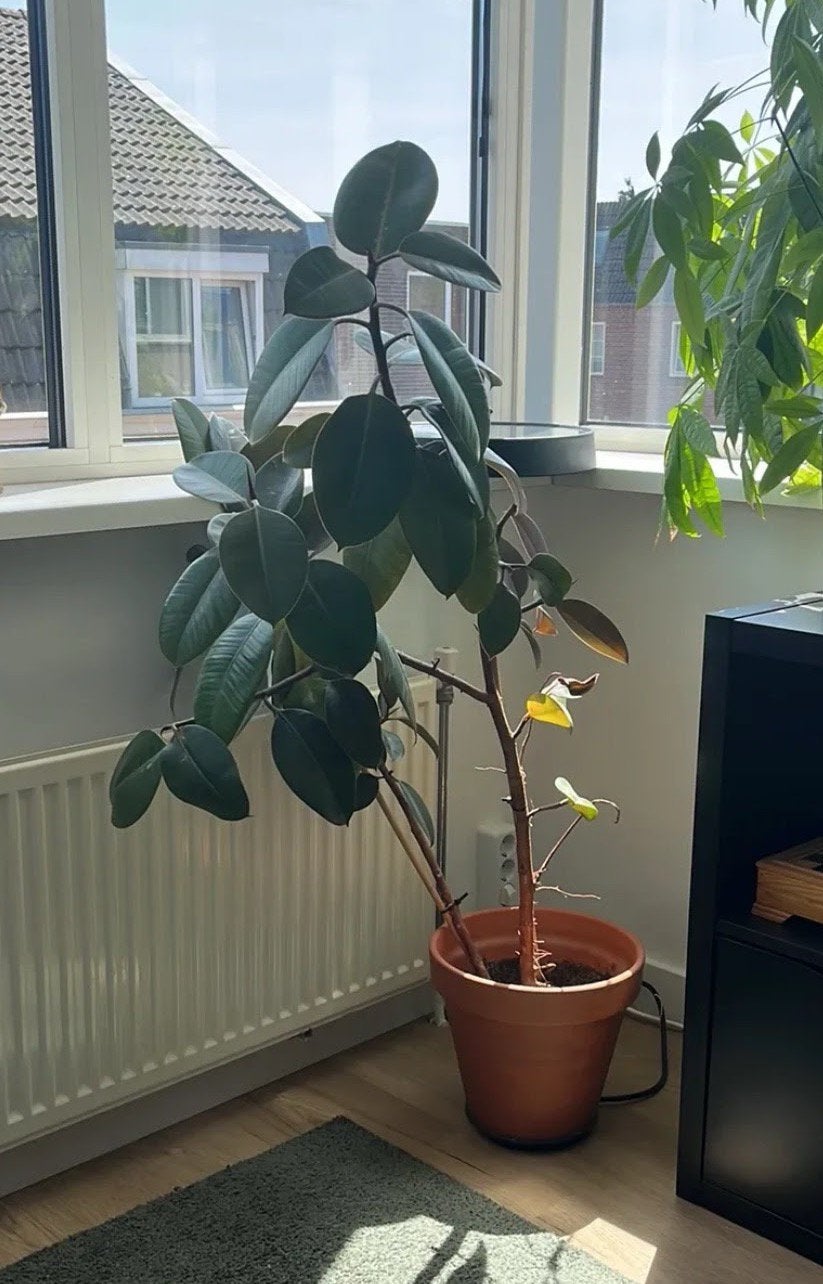 Indische rubberboom, Ophalen, Halfschaduw, 100 tot 150 cm