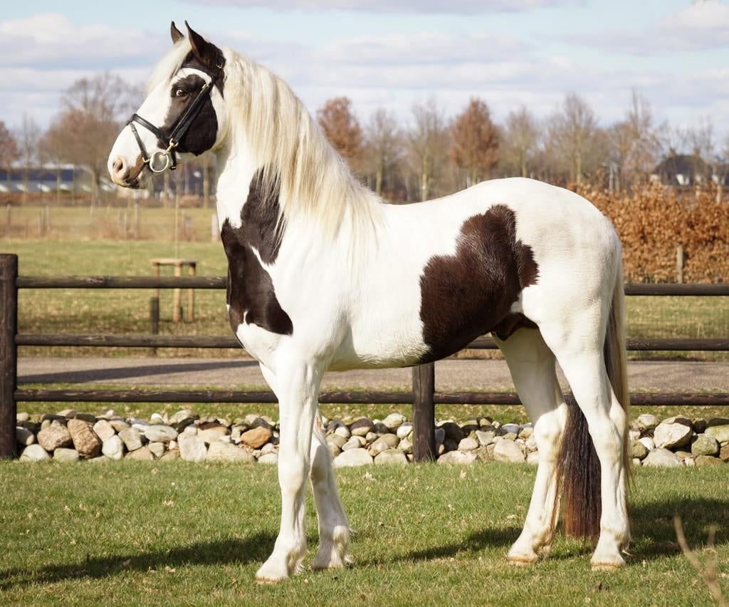 Exclusieve homozygote bonte hengst Hidde ter dekking, Hengst
