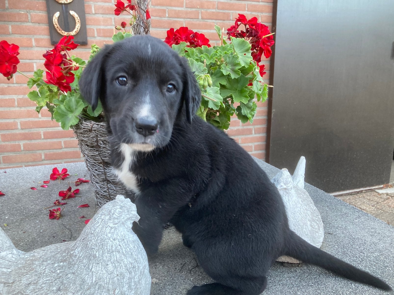 Mooie kruising sint bernard pups, Dieren en Toebehoren, Honden | Retrievers, Spaniëls en Waterhonden, Parvo, Overige rassen, 8 tot 15 weken