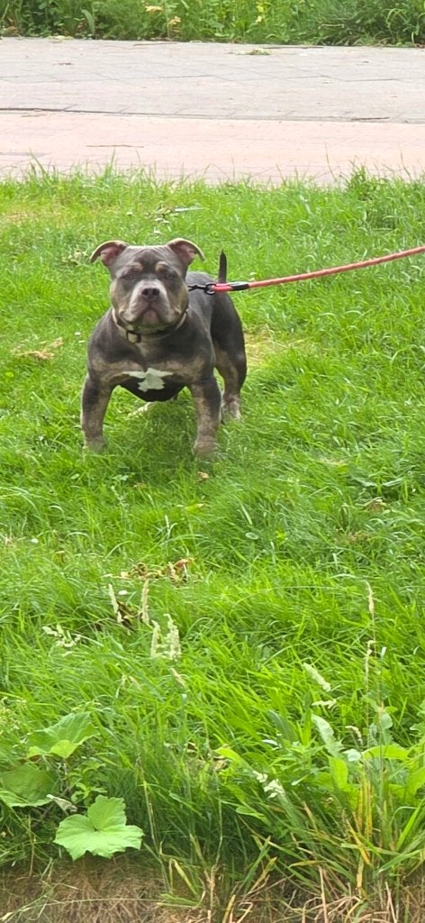 American bully reu, 15 weken tot 1 jaar, Eén hond, Nederland, Particulier