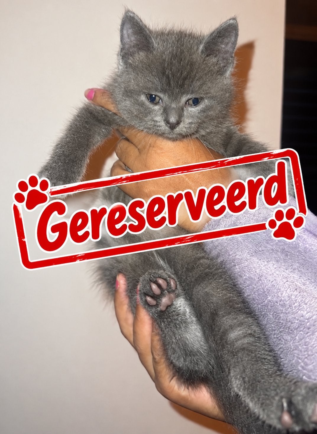 Britse korthaar kittens te koop nog 2 mooie poesjes, Dieren en Toebehoren, Meerdere dieren, Ontwormd, 0 tot 2 jaar