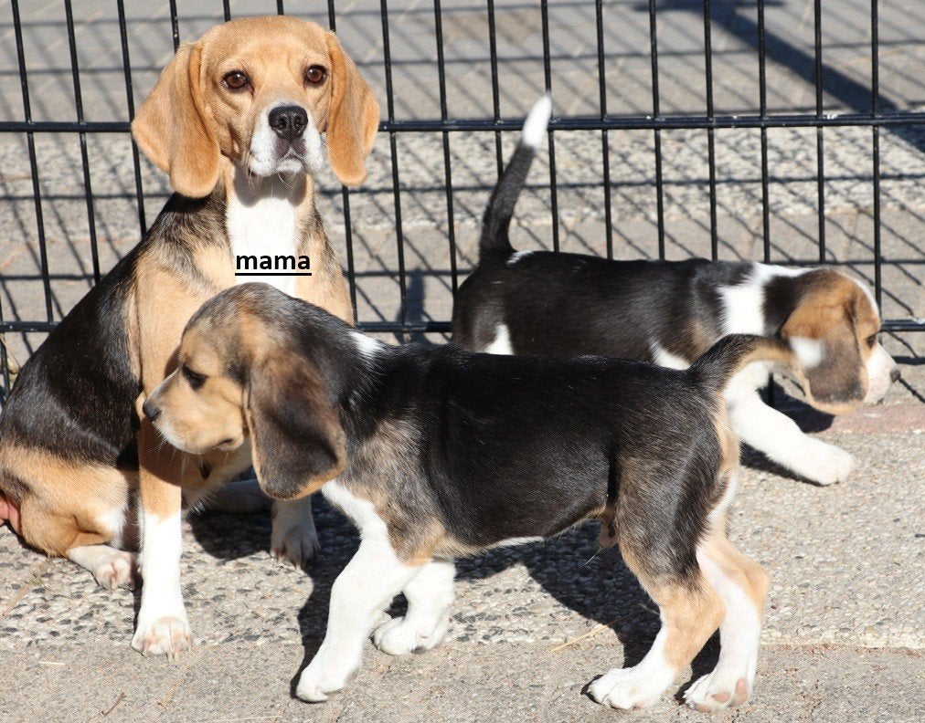 Beagle pups mogen verhuizen, Parvo, Beagle, 8 tot 15 weken, Meerdere