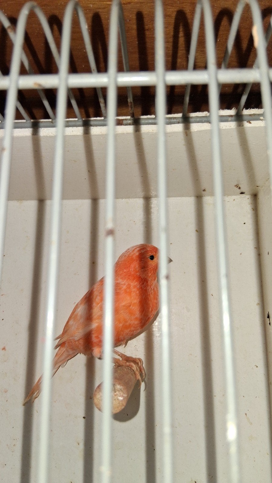 vogels, Dieren en Toebehoren, Mannelijk, Kleurkanarie