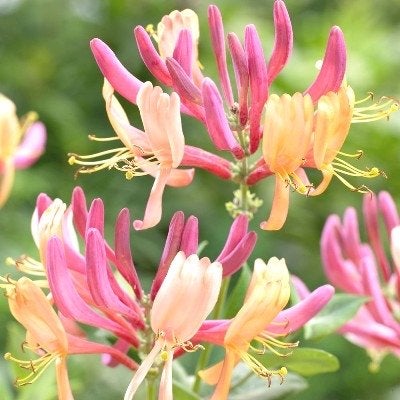 Kamperfoelie (Lonicera periclymenum serotina), Vaste plant, Ophalen of Verzenden, Halfschaduw, Klimplanten