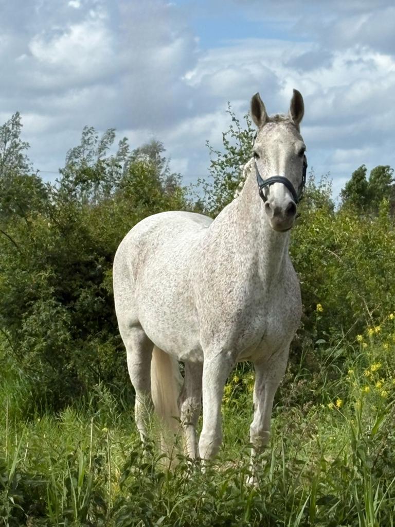 Verzorgster gezocht voor paard (en eventeel ook pony), 2 of 3 paarden of pony's