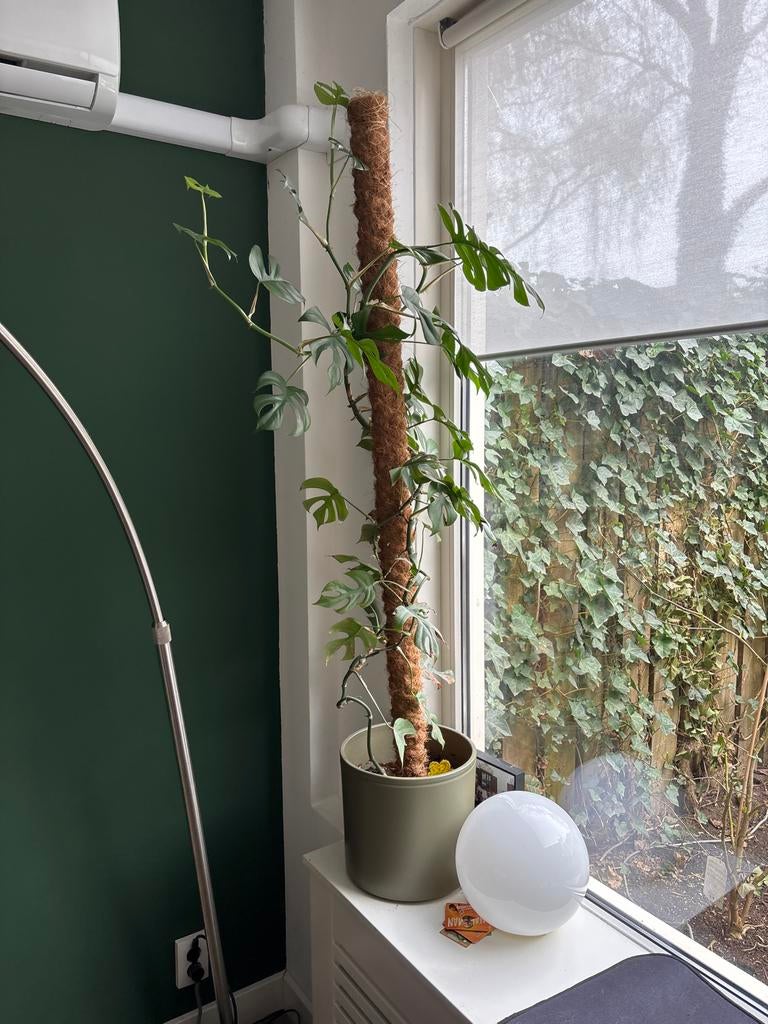 Grote Monstera Deliciosa inclusief pot en mosstok, Ophalen, Overige soorten, Halfschaduw, In pot