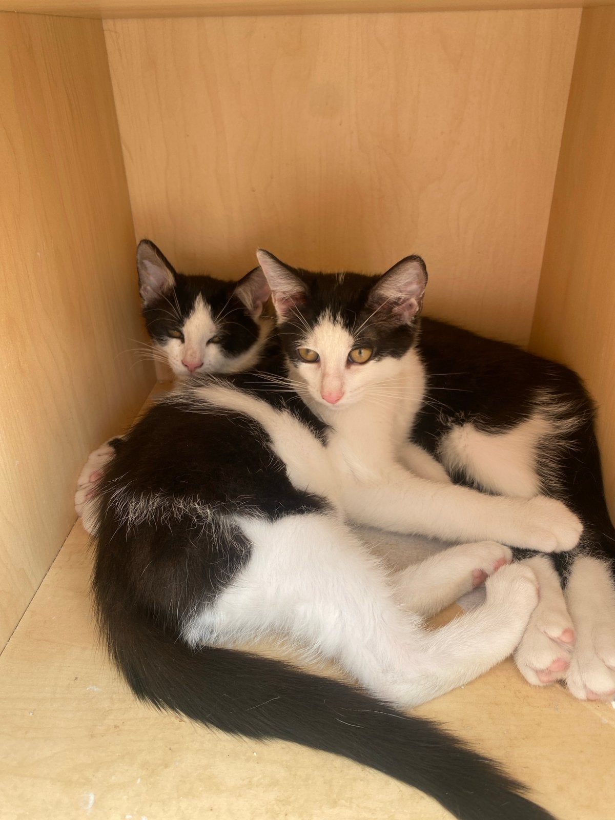 Kittens, Dieren en Toebehoren, Meerdere dieren