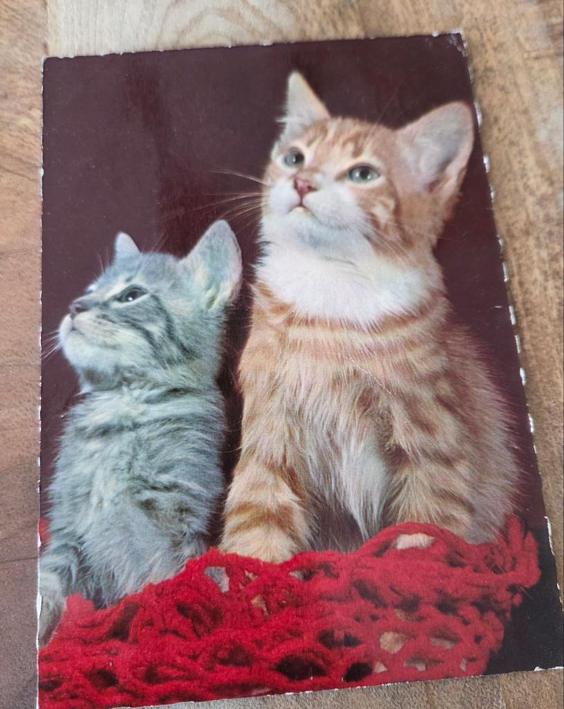Rood en grijs katje - ANSICHTKAART, Verzenden, Gelopen, Hond of Kat