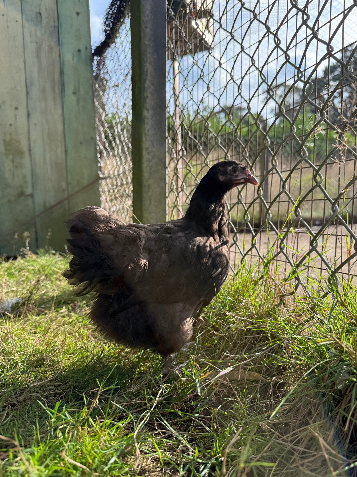 2 Hennen Choco Orpington kriel, Dieren en Toebehoren, Vrouwelijk, Kip