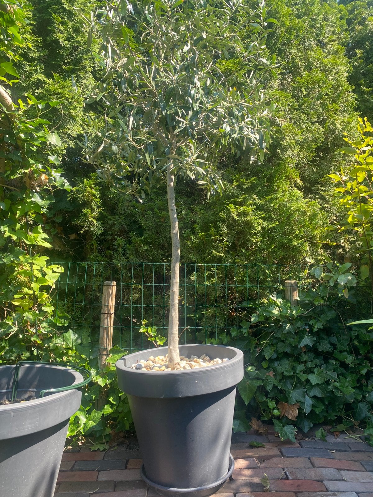 Mooi grote olijfboom inc pot, Bloeit niet, 100 tot 250 cm, Olijfboom, Ophalen