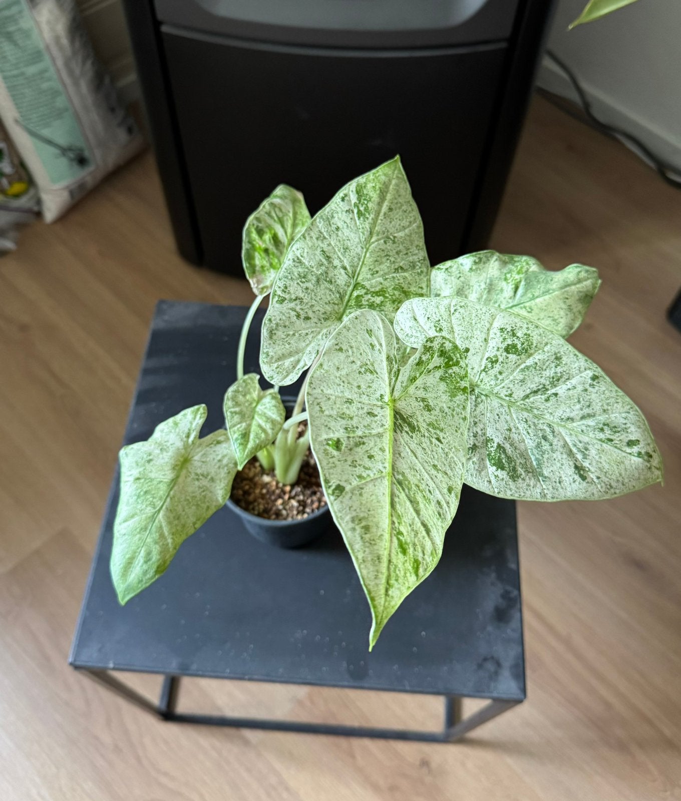 Alocasia Macrorrhiza Splash, Ophalen of Verzenden, Halfschaduw, Minder dan 100 cm