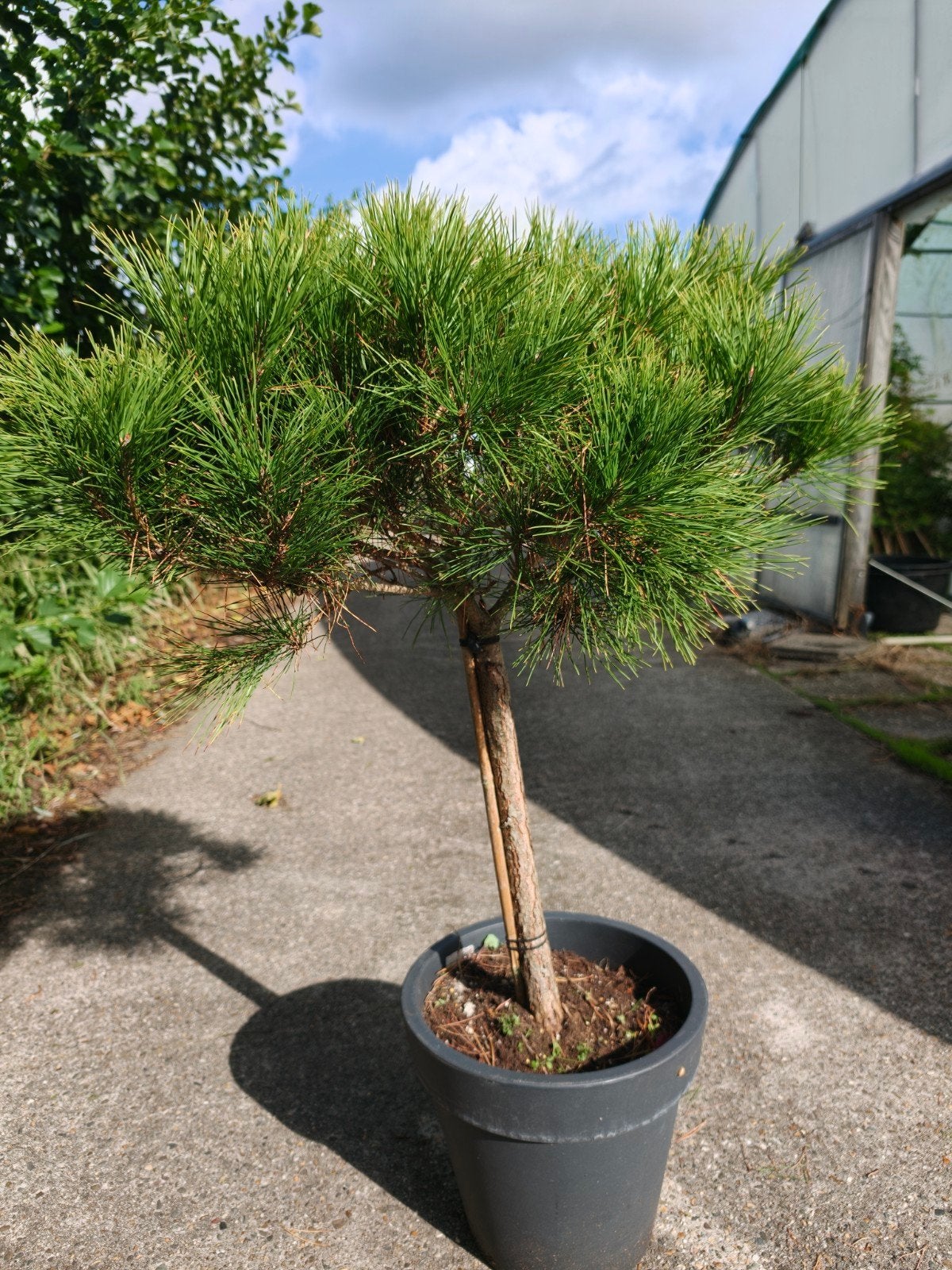 Dwergden in pot - Pinus Mugo Mops, Ophalen of Verzenden, Overige soorten, Struik, Minder dan 100 cm