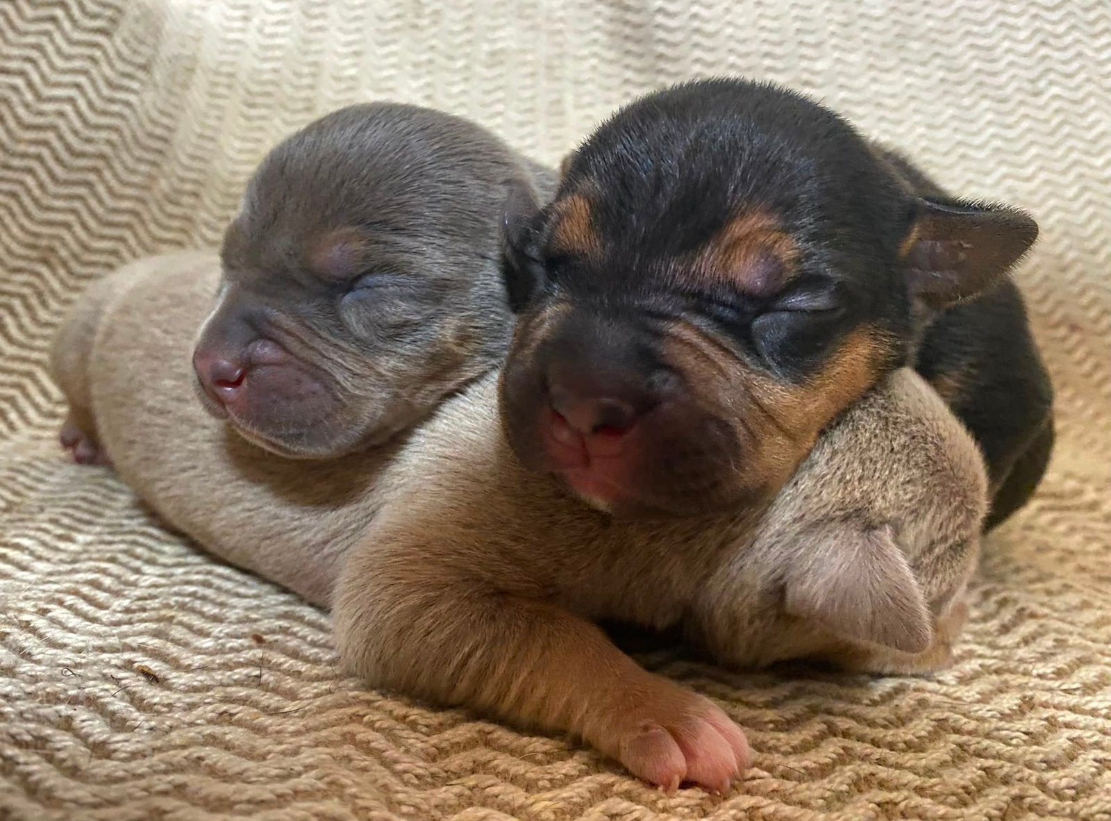 American Bully XL pups, Dieren en Toebehoren, Parvo, Overige rassen, 8 tot 15 weken, Meerdere