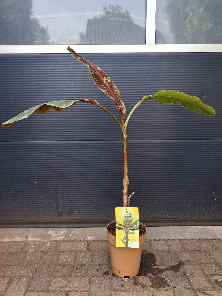 Musa Zebrina - Bloedbanaan H: 125 cm., Ophalen, Vaste plant, Halfschaduw, Zomer