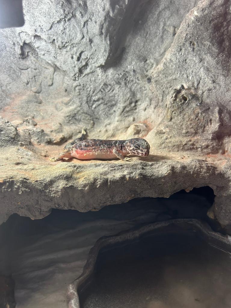 Luipaardgekko (help!) Leopard Gecko - unknown for sale from Stekelenburg