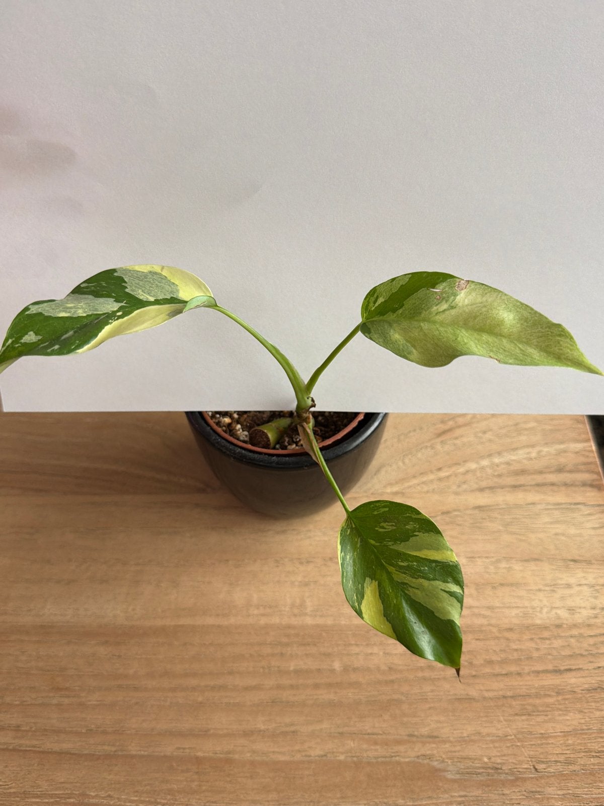 Rhaphidophora Tetrasperma Variegata / Monstera minima, Ophalen of Verzenden