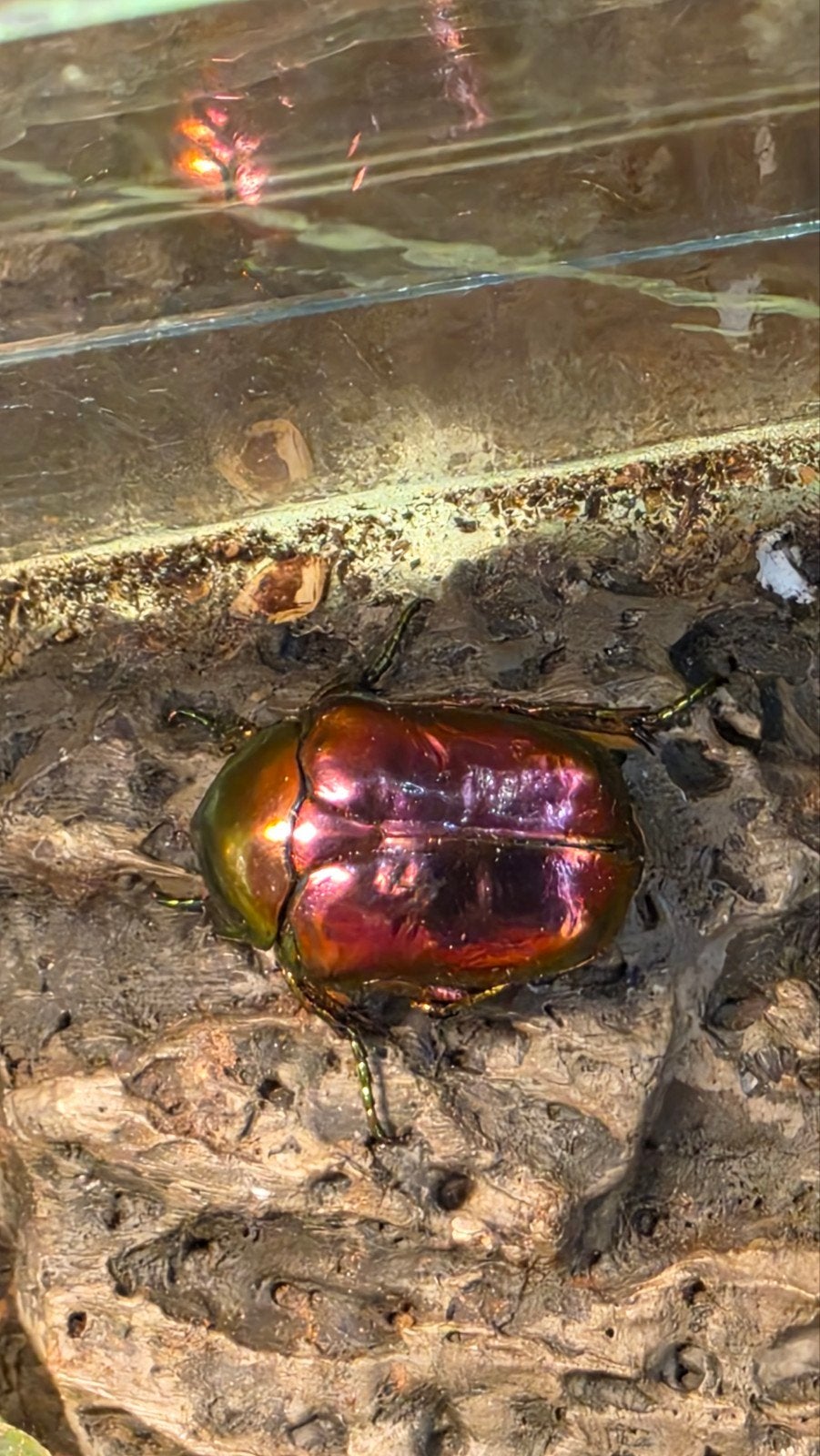 Larven Protaetia Speciosissima Ignea, Dieren en Toebehoren, Overige soorten