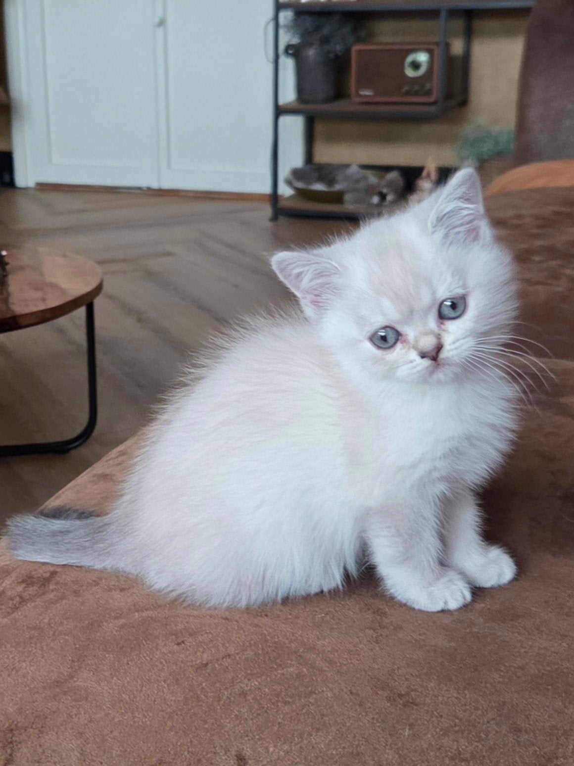 Britse korthaar kittens, Poes, Ontwormd