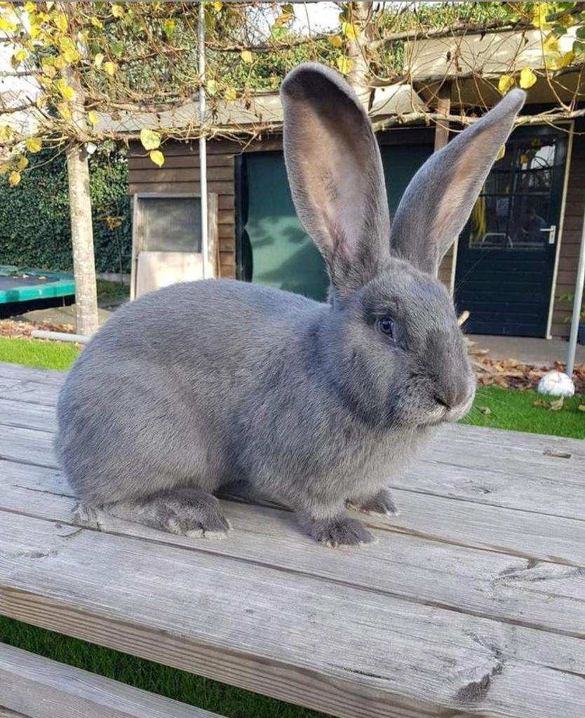 Schitterende raszuivere blauwe Vlaamse Reus voedser getatoeë, Dieren en Toebehoren, Konijnen, Vrouwelijk, Groot, 3 tot 5 jaar