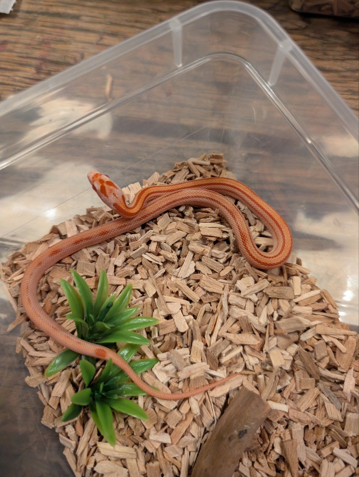 Super mooie korenslangen (genen bommetjes) Corn Snake photo 18