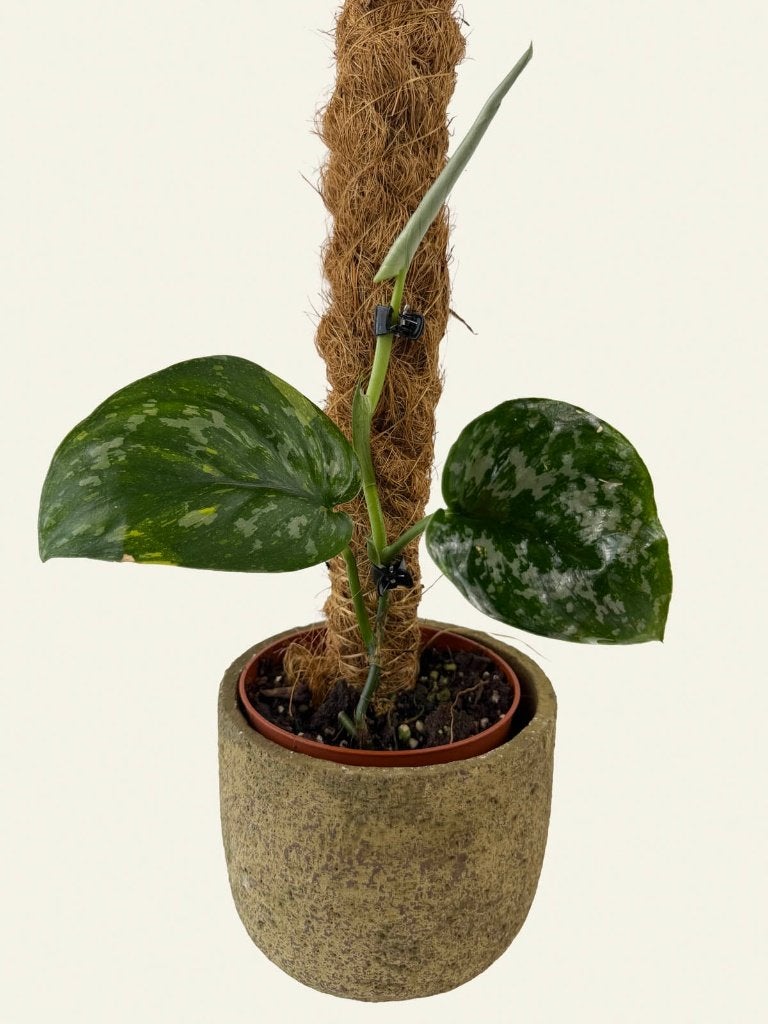 Scindapsus Baticon, Huis en Inrichting, Kamerplanten, Ophalen of Verzenden, Halfschaduw, Minder dan 100 cm