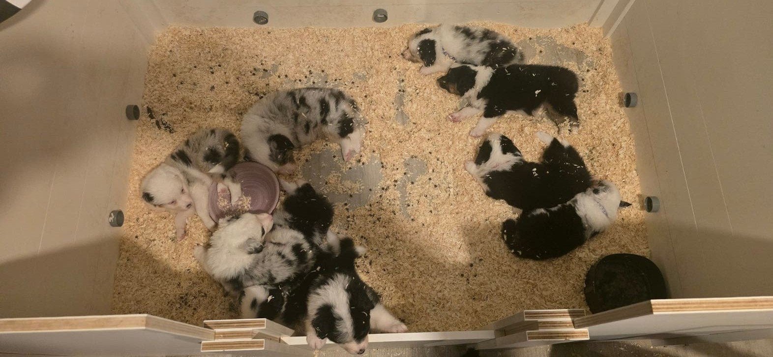 australian shepherd blue Merle & black tri pups, Dieren en Toebehoren, 8 tot 15 weken, Meerdere, Meerdere dieren, CDV (hondenziekte)