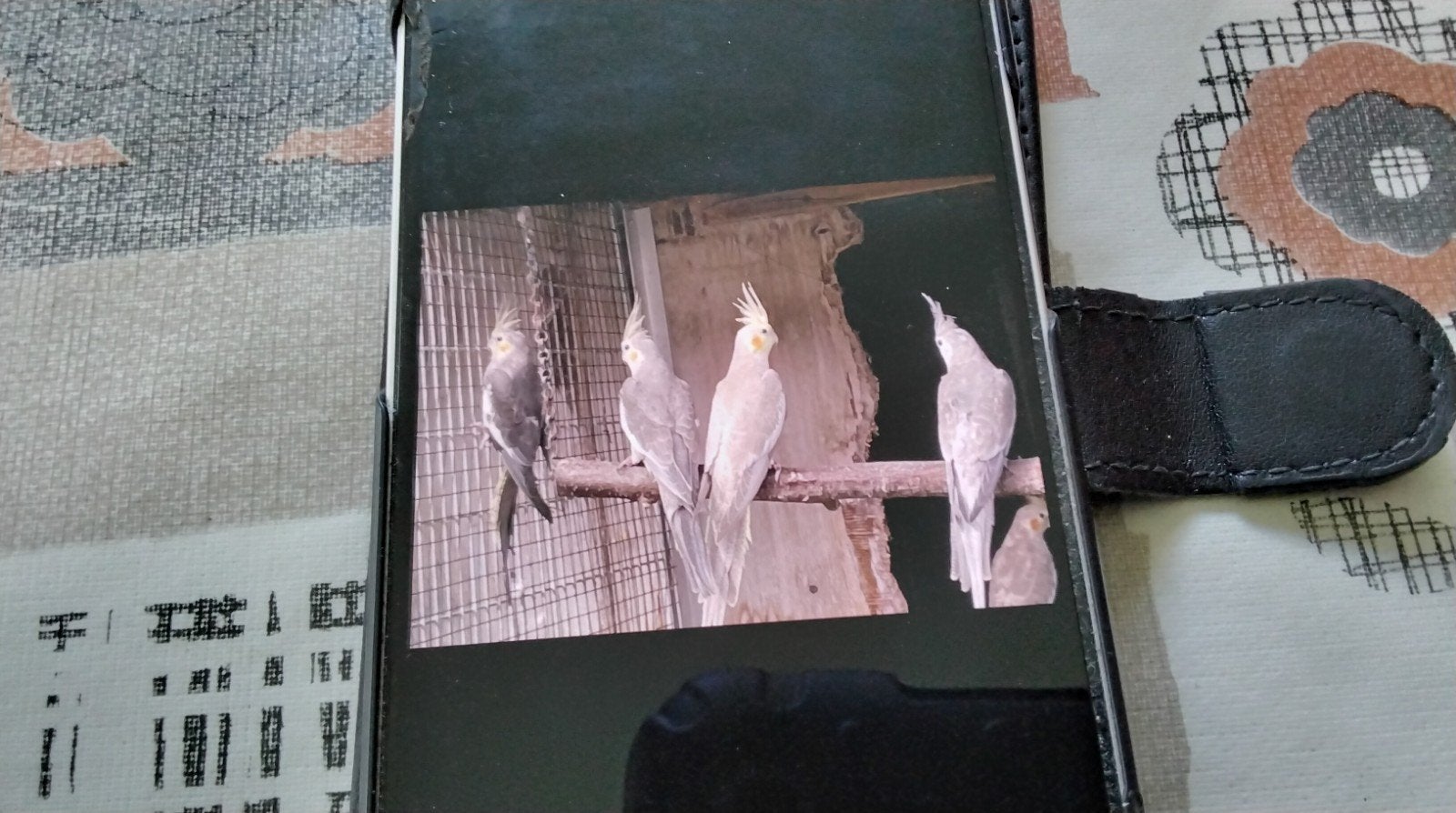 jongen valkparkieten 5 stuks, Dieren en Toebehoren