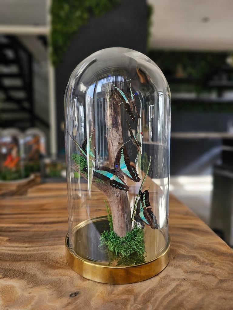 Vlinder Stolp met Blauwe Morpho Vlinders - Decoratie, Huis en Inrichting, Woonaccessoires | Stolpen, Zo goed als nieuw, Ophalen of Verzenden