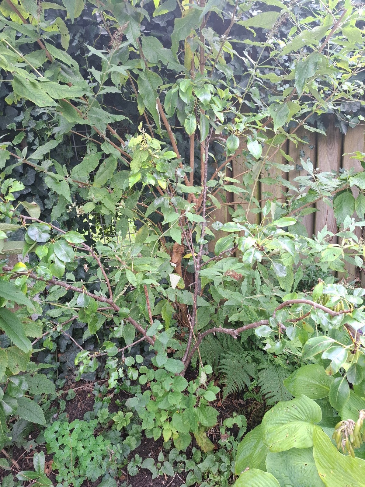 perenboom, Ophalen, Overige soorten