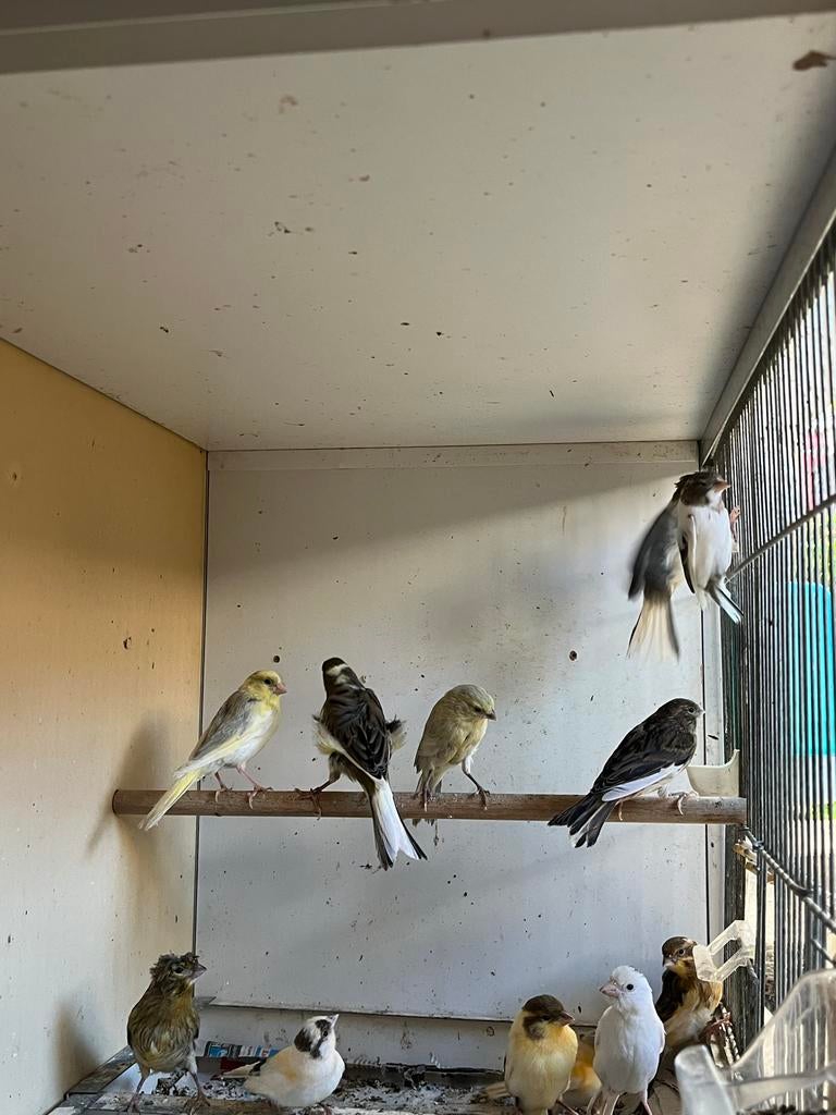 Jonge kanarie’s 12 stuks van 2026, Dieren en Toebehoren, Vogels | Kanaries, Geslacht onbekend, Kleurkanarie