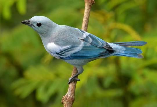 Mooie vogels te koop meest ook zang vogels, Meerdere dieren, Geringd
