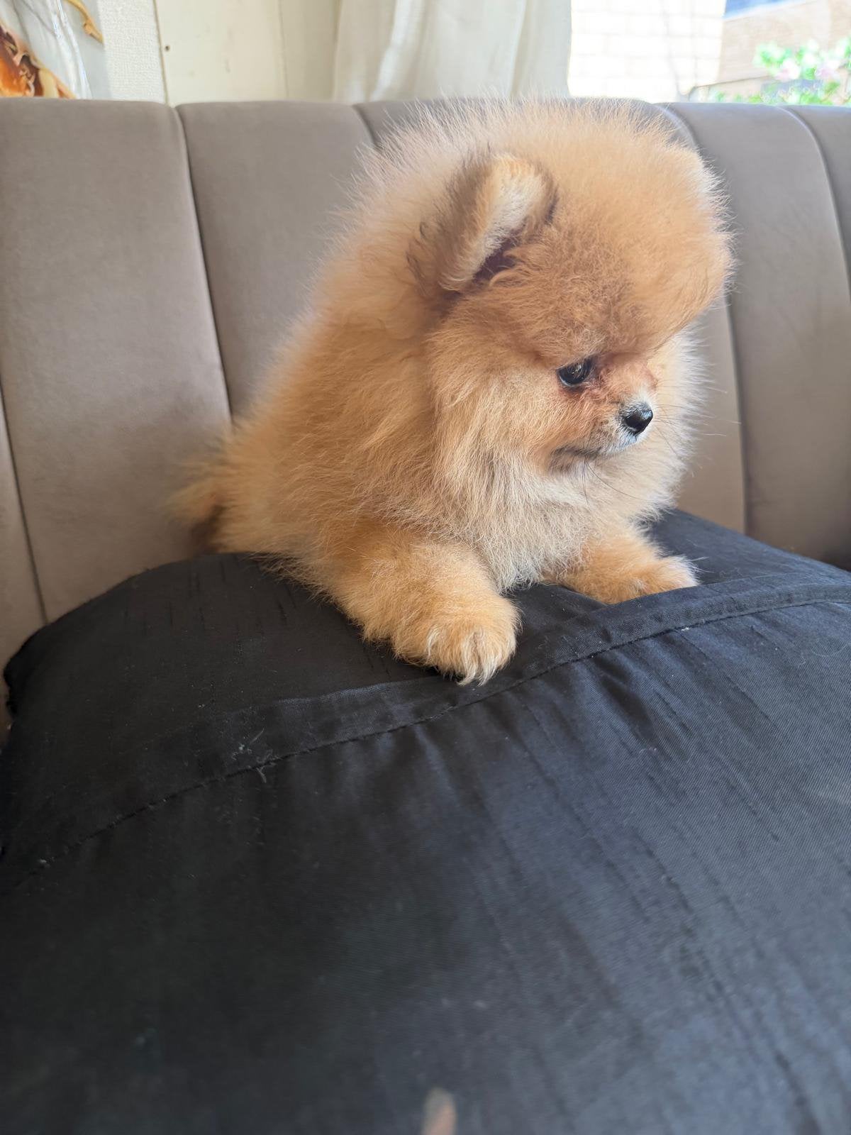 Pomeriaan/Pomeranian mini teefje, Particulier, Keeshond, 15 weken tot 1 jaar, Buitenland