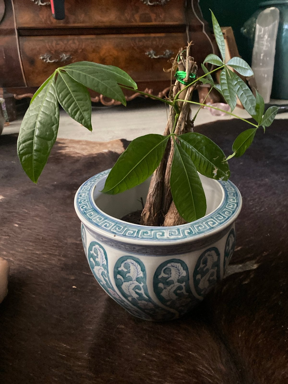 Mooie Pachira Aquatica (Geldboom) in sierpot, Ophalen, Overige soorten, Halfschaduw, In pot
