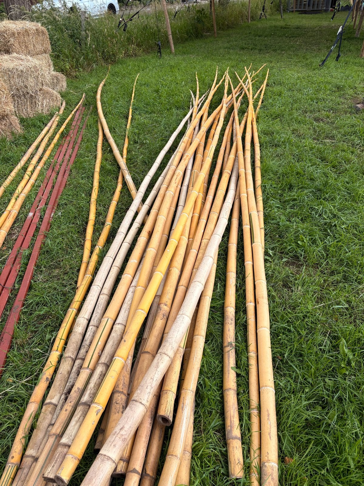 25 stuks Bamboe paal van 6 meter, Ophalen, Gebruikt, Overige typen, Overige houtsoorten