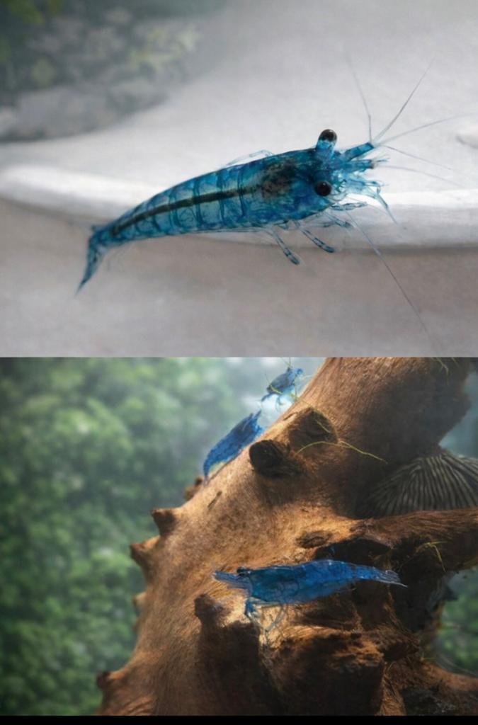 Blauwe en rode garnalen, Kreeft, Krab of Garnaal