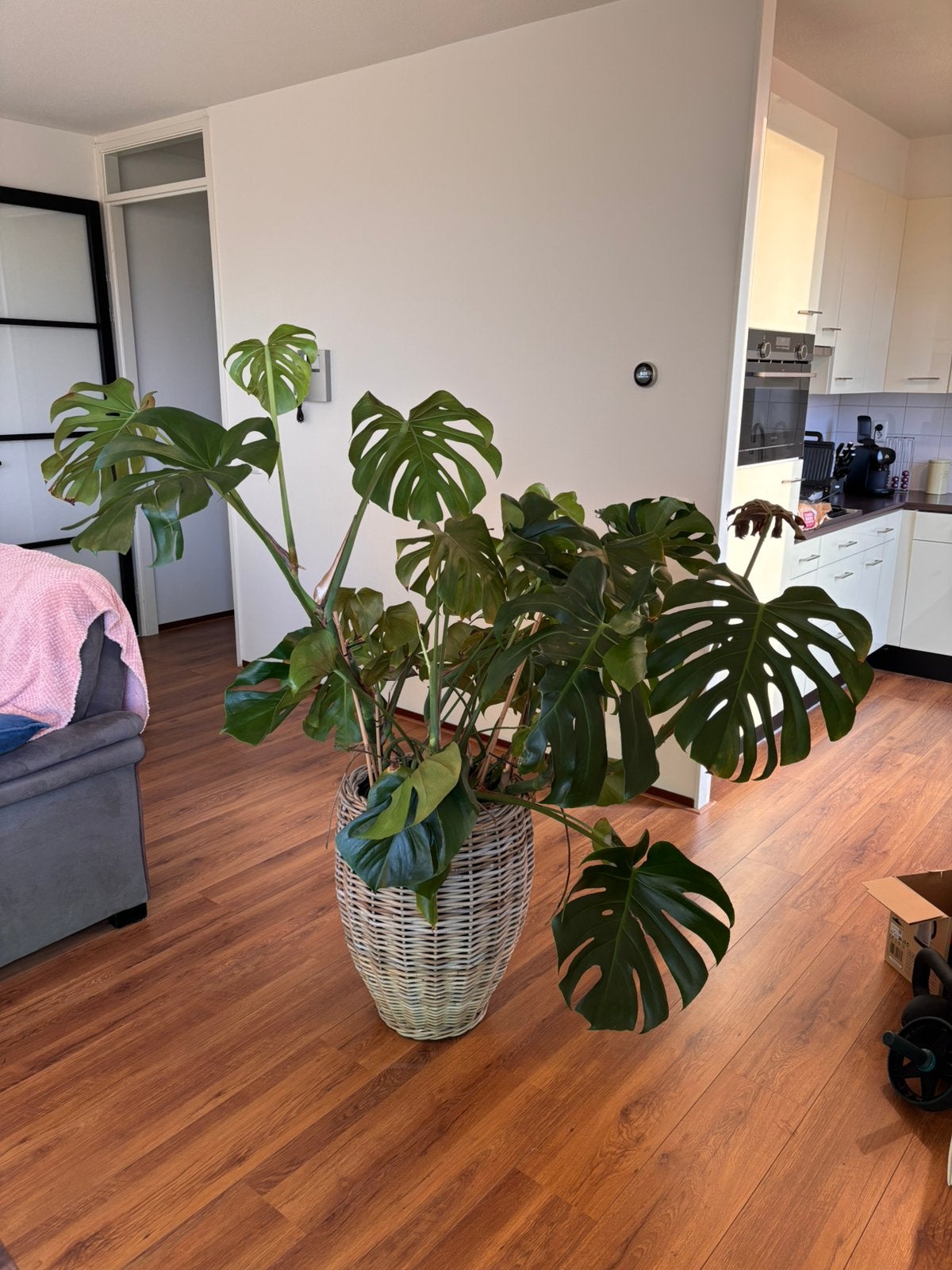Monstera Groot (B130 x H100 cm) met pot, Huis en Inrichting, Ophalen, 100 tot 150 cm, Overige soorten, Halfschaduw