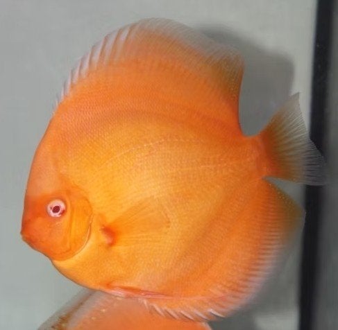 Golden Diamond Koppel Discus - Koidream Valburg, Dieren en Toebehoren, Vis, Zoetwatervis