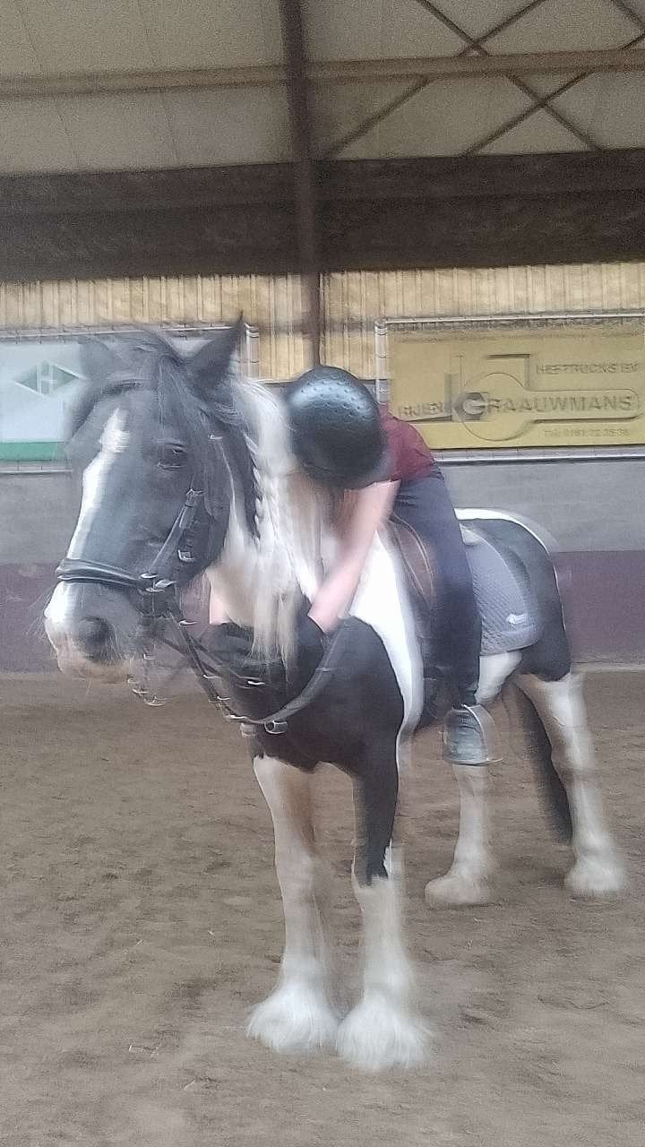 vezorgpony gezocht omgeving tilburg en omstreken, Ophalen of Verzenden